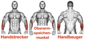 armmuskeln trainieren - DrBeckmann